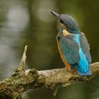 Eisvogel