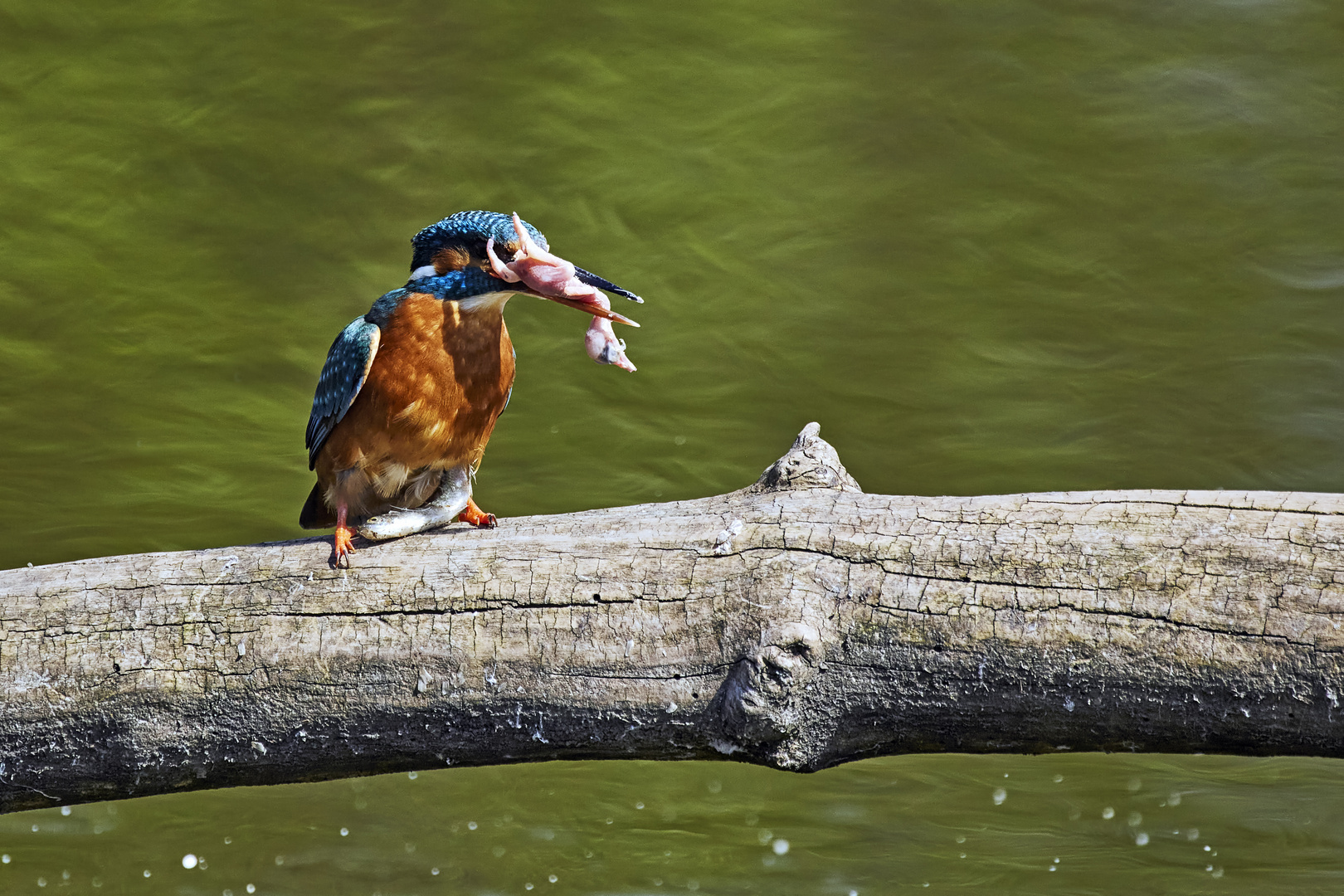 Eisvogel