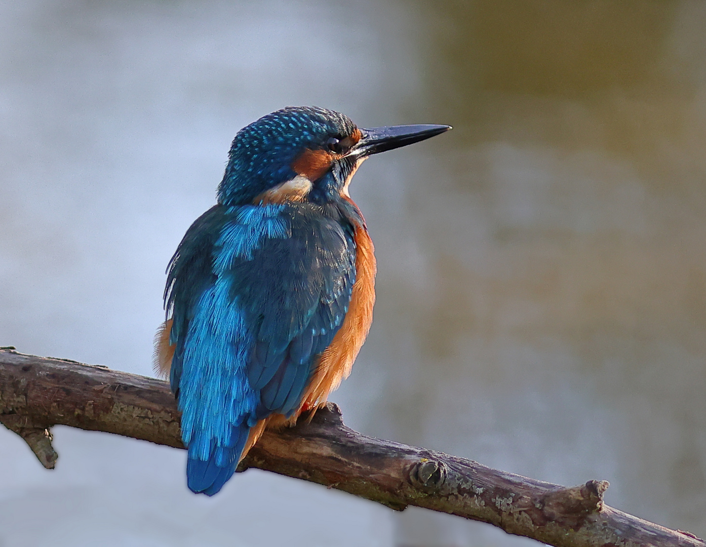 Eisvogel