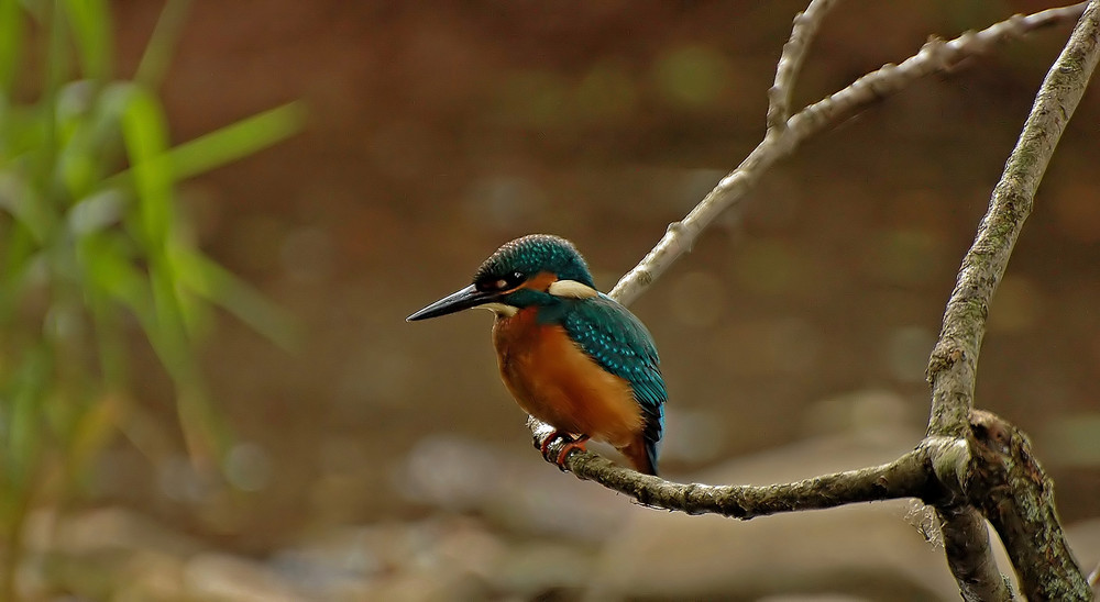 Eisvogel......