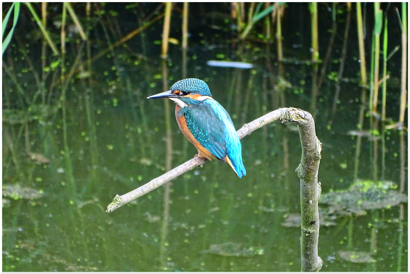 Eisvogel