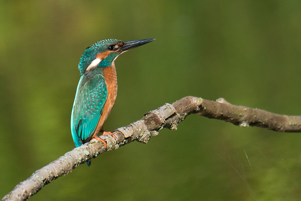 Eisvogel