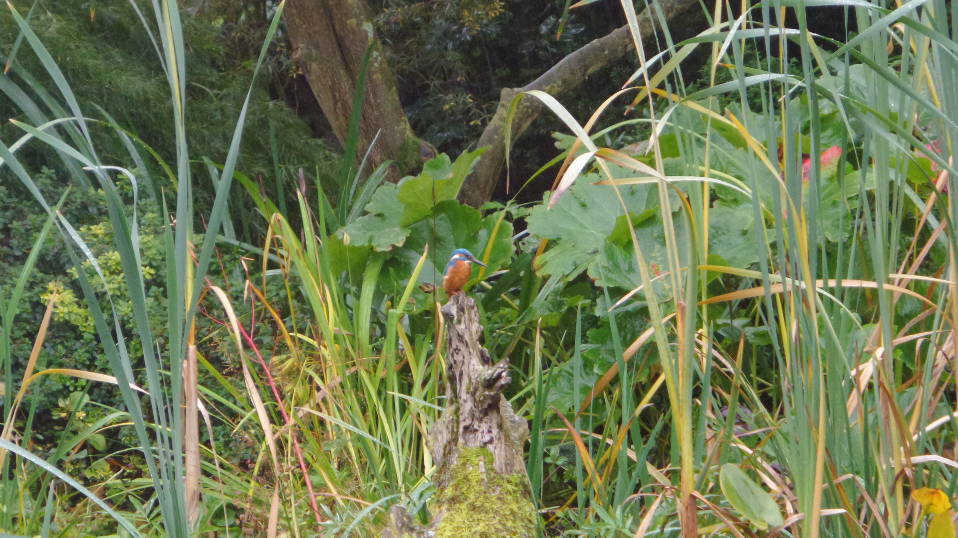 Eisvogel