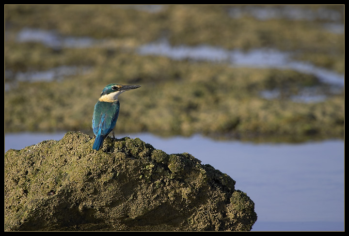 Eisvogel @ 38°C