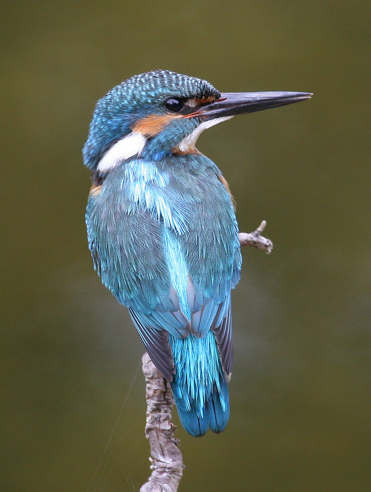 Eisvogel