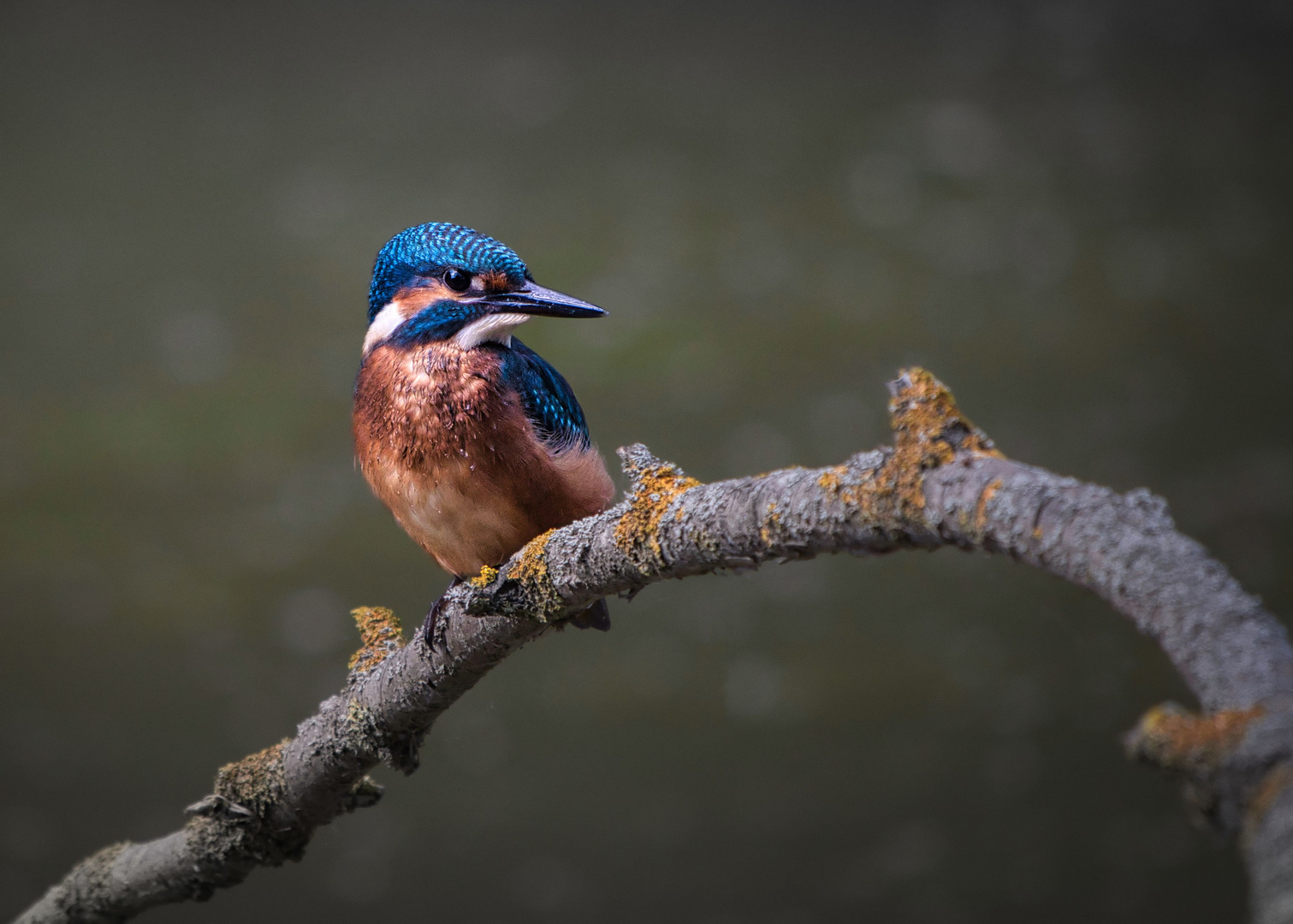 Eisvogel