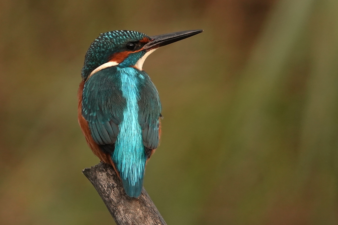 Eisvogel