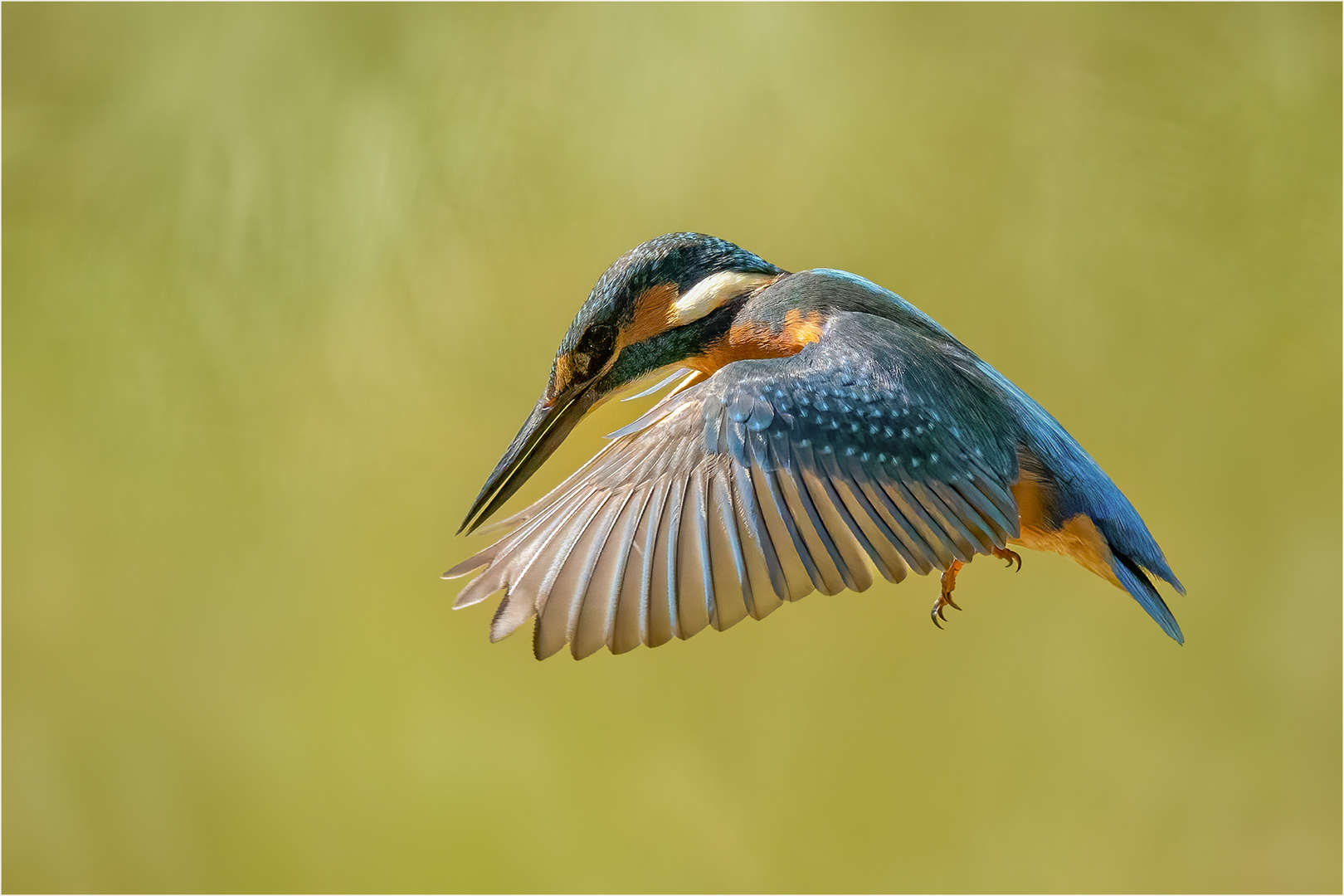 Eisvogel