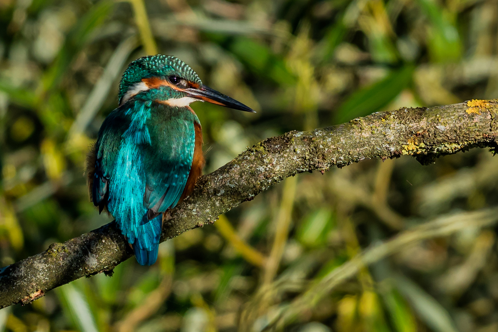 Eisvogel