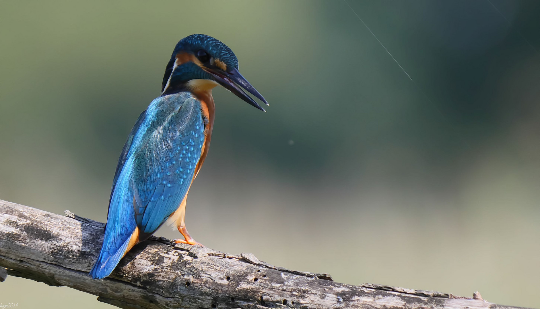 * Eisvogel *