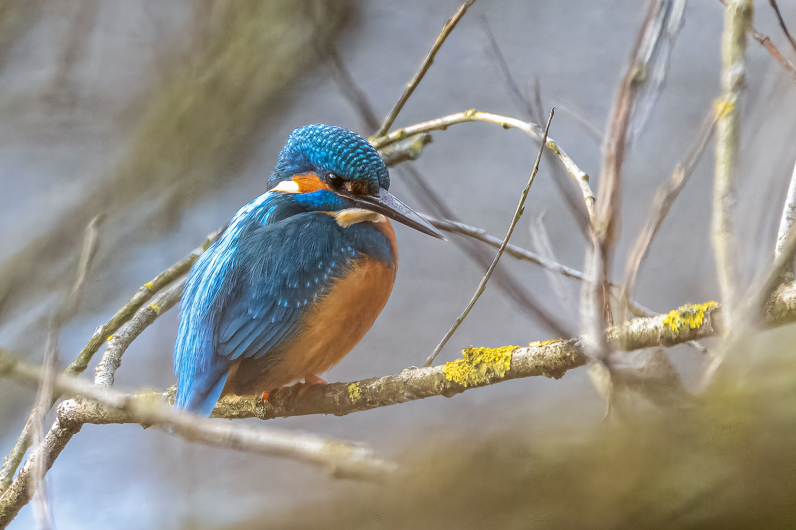 Eisvogel