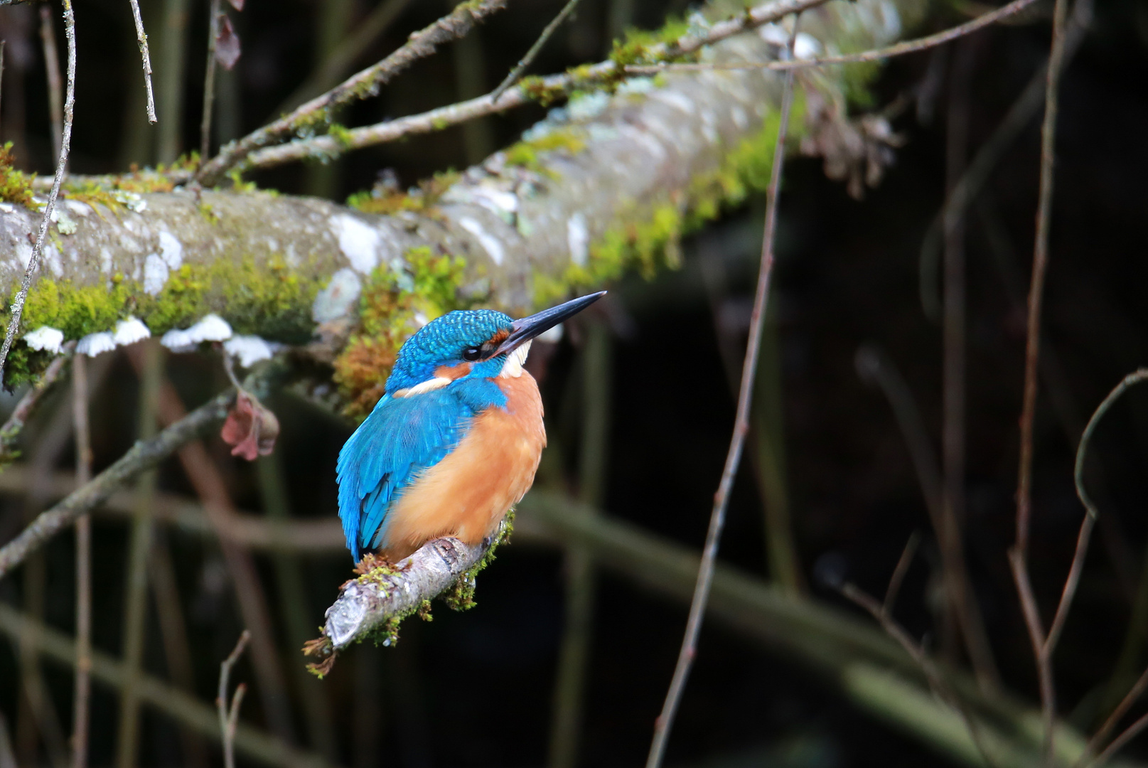 Eisvogel