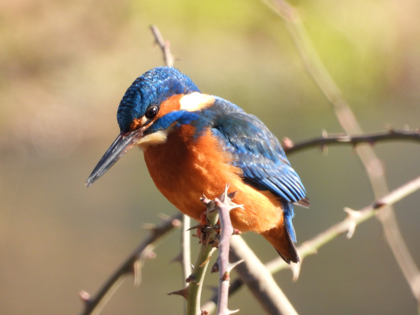 Eisvogel .....