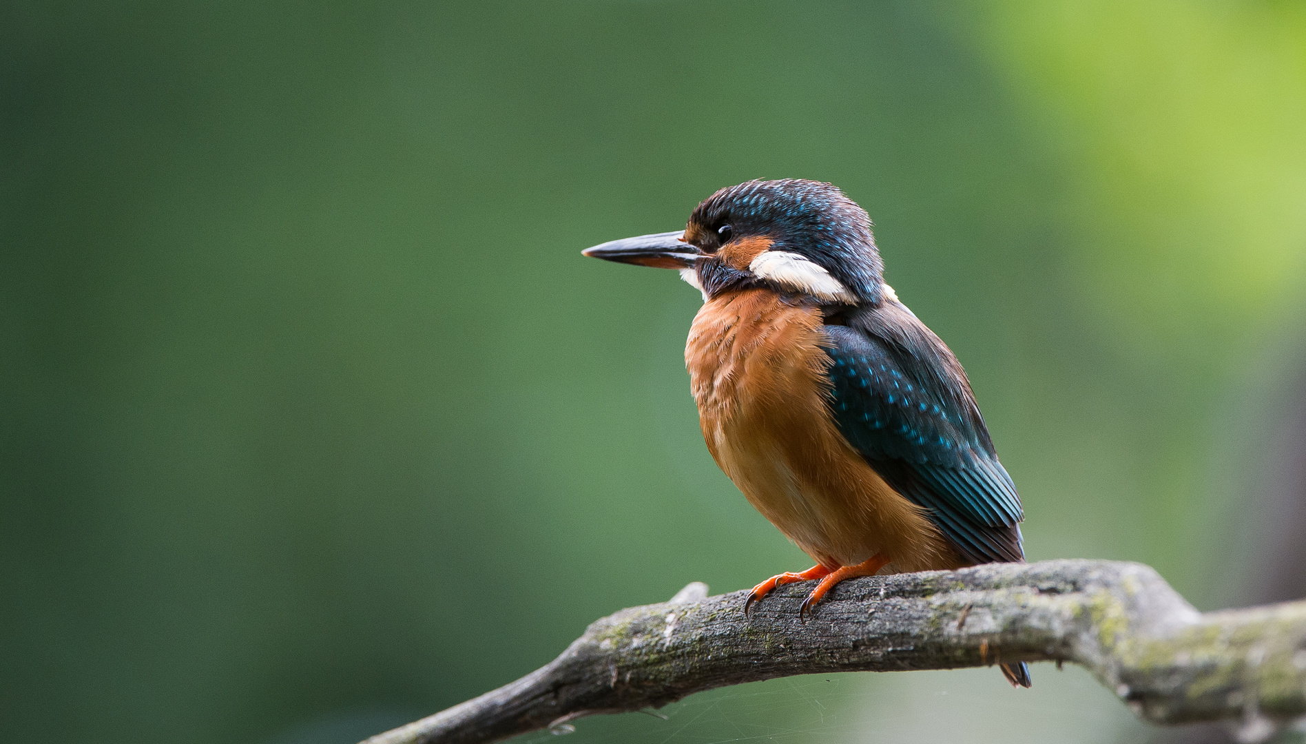 EISVOGEL