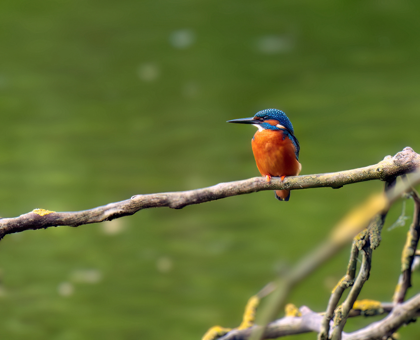 Eisvogel