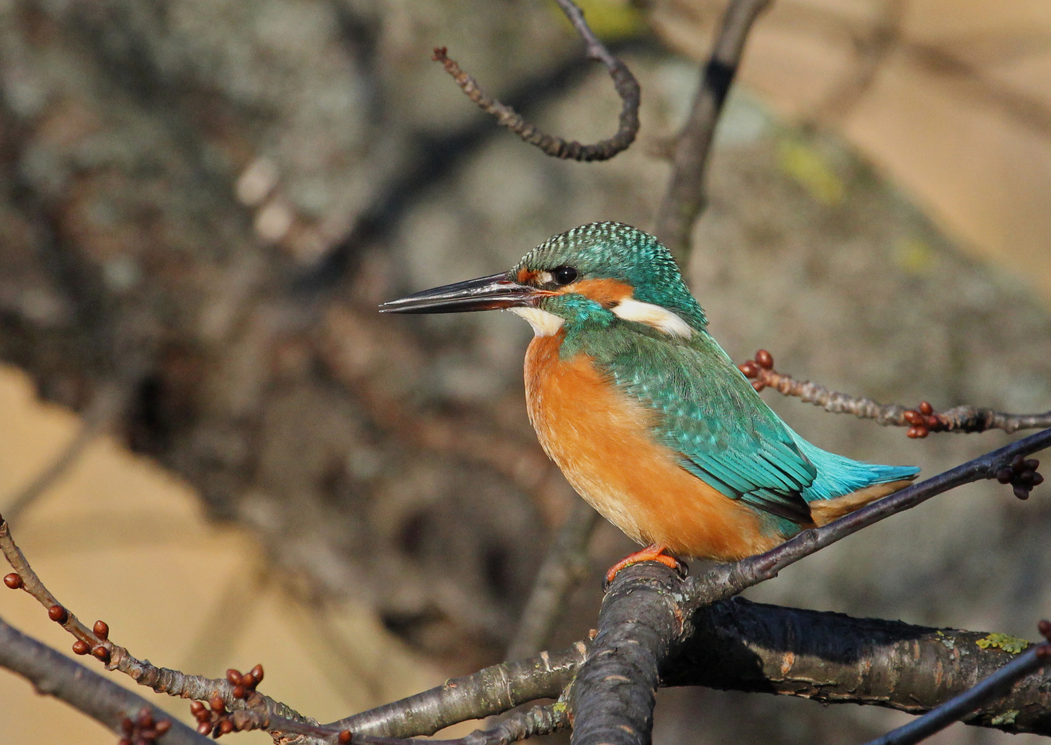 Eisvogel