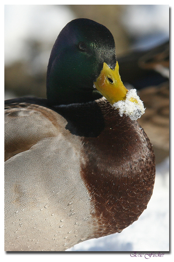 "Eisvogel"