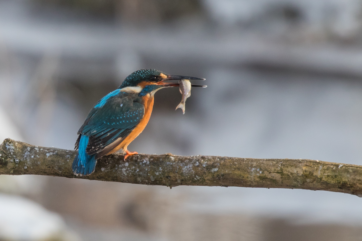 Eisvogel