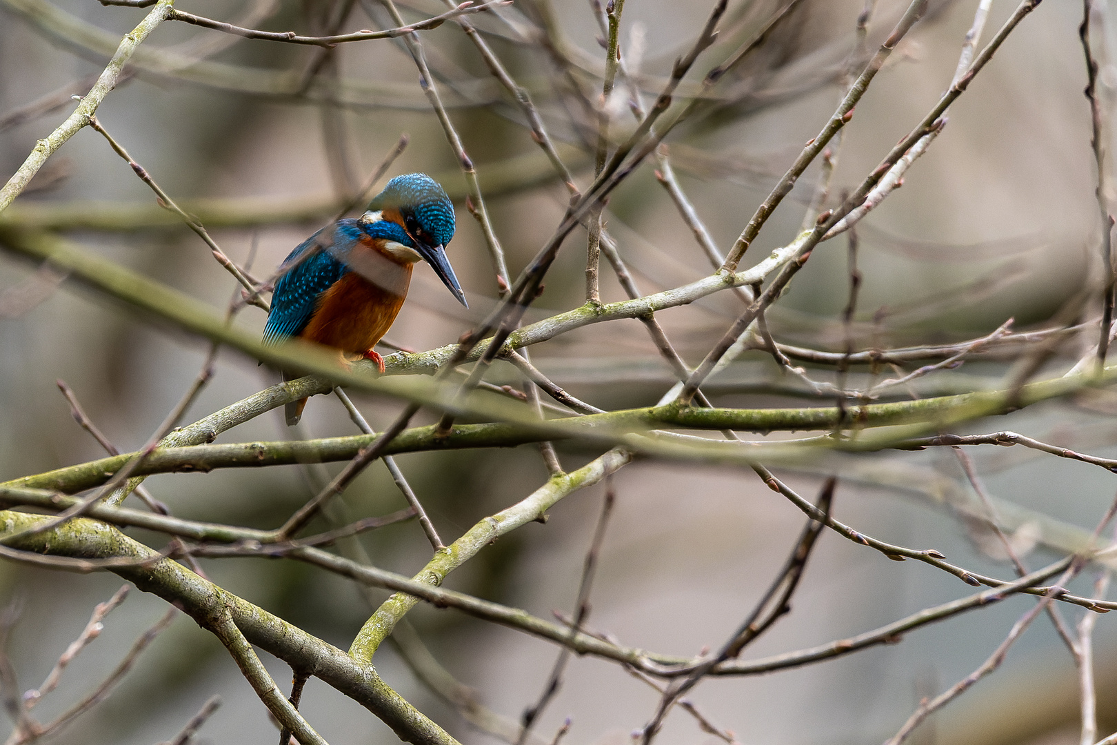 Eisvogel