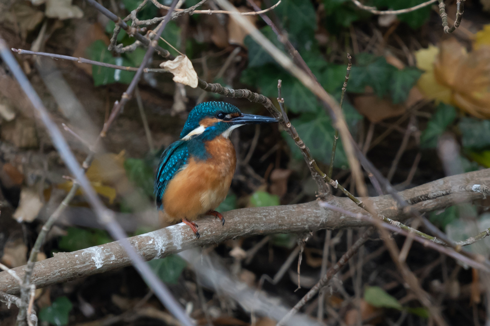 Eisvogel