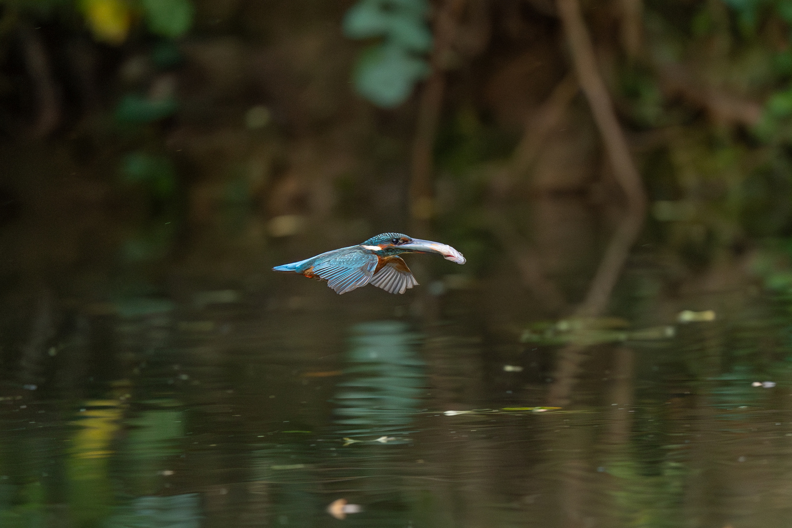 Eisvogel