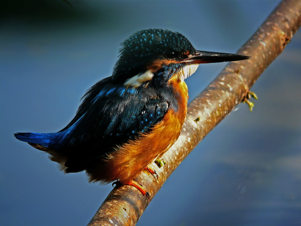 Eisvogel