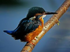 Eisvogel