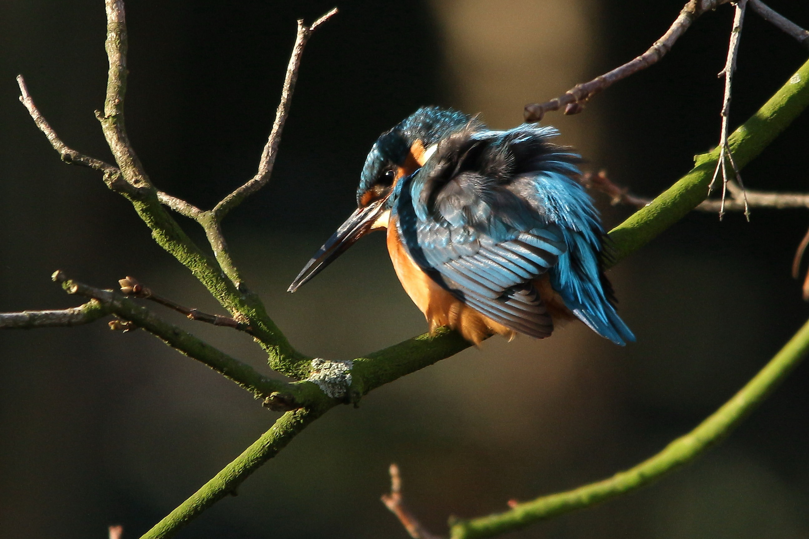 Eisvogel