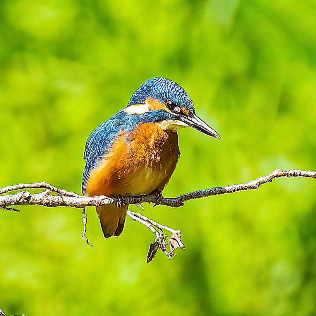 Eisvogel 