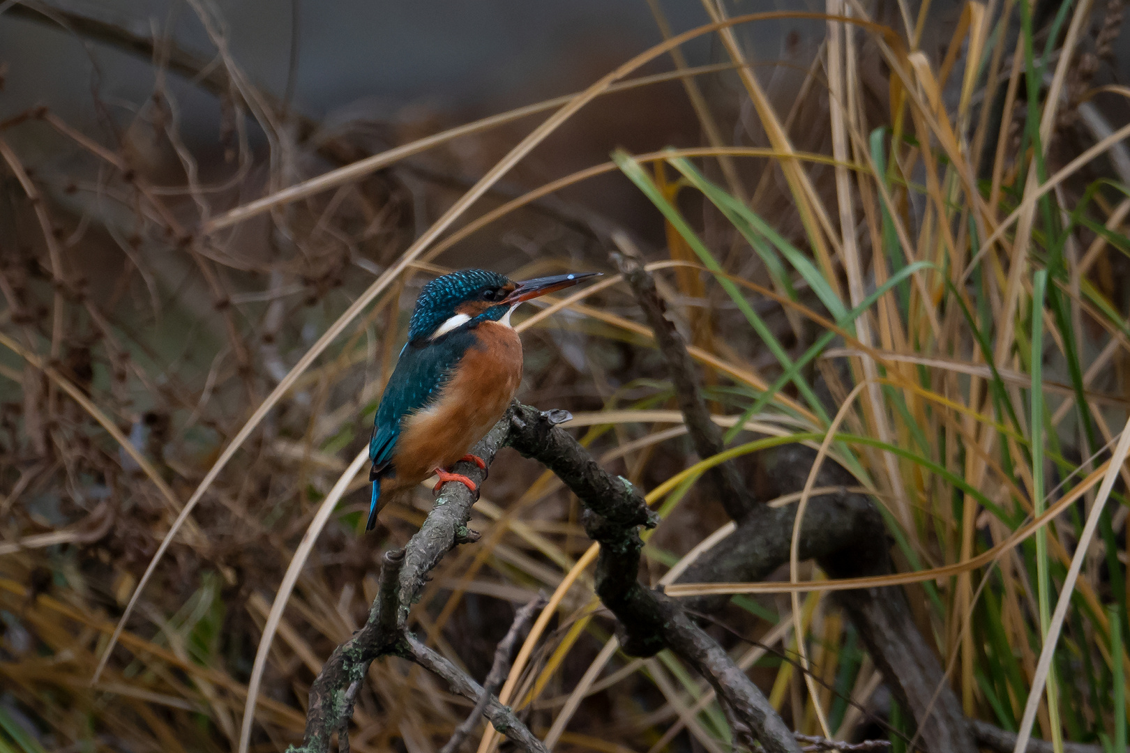 Eisvogel