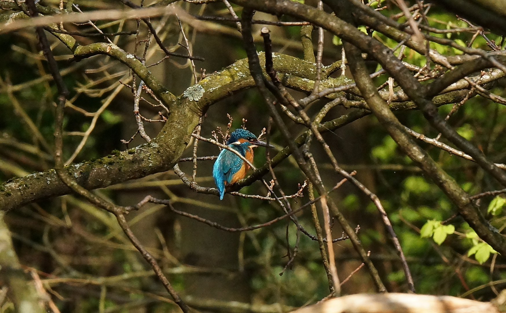 Eisvogel