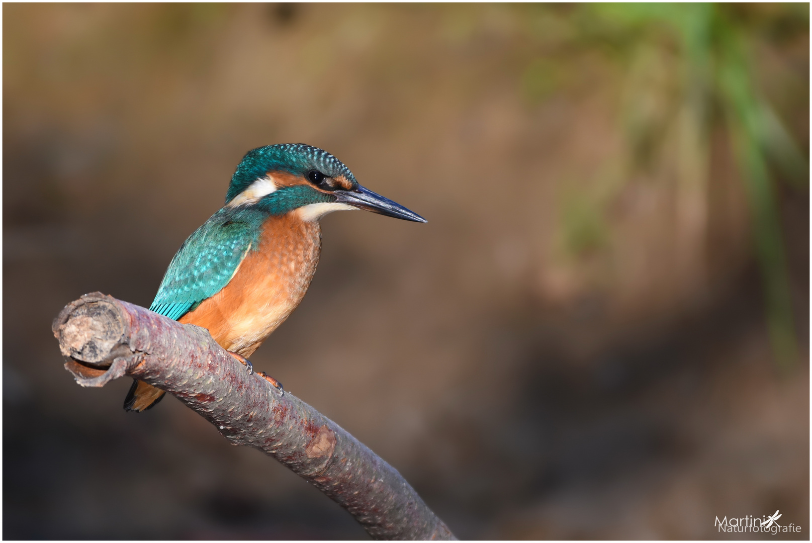 Eisvogel