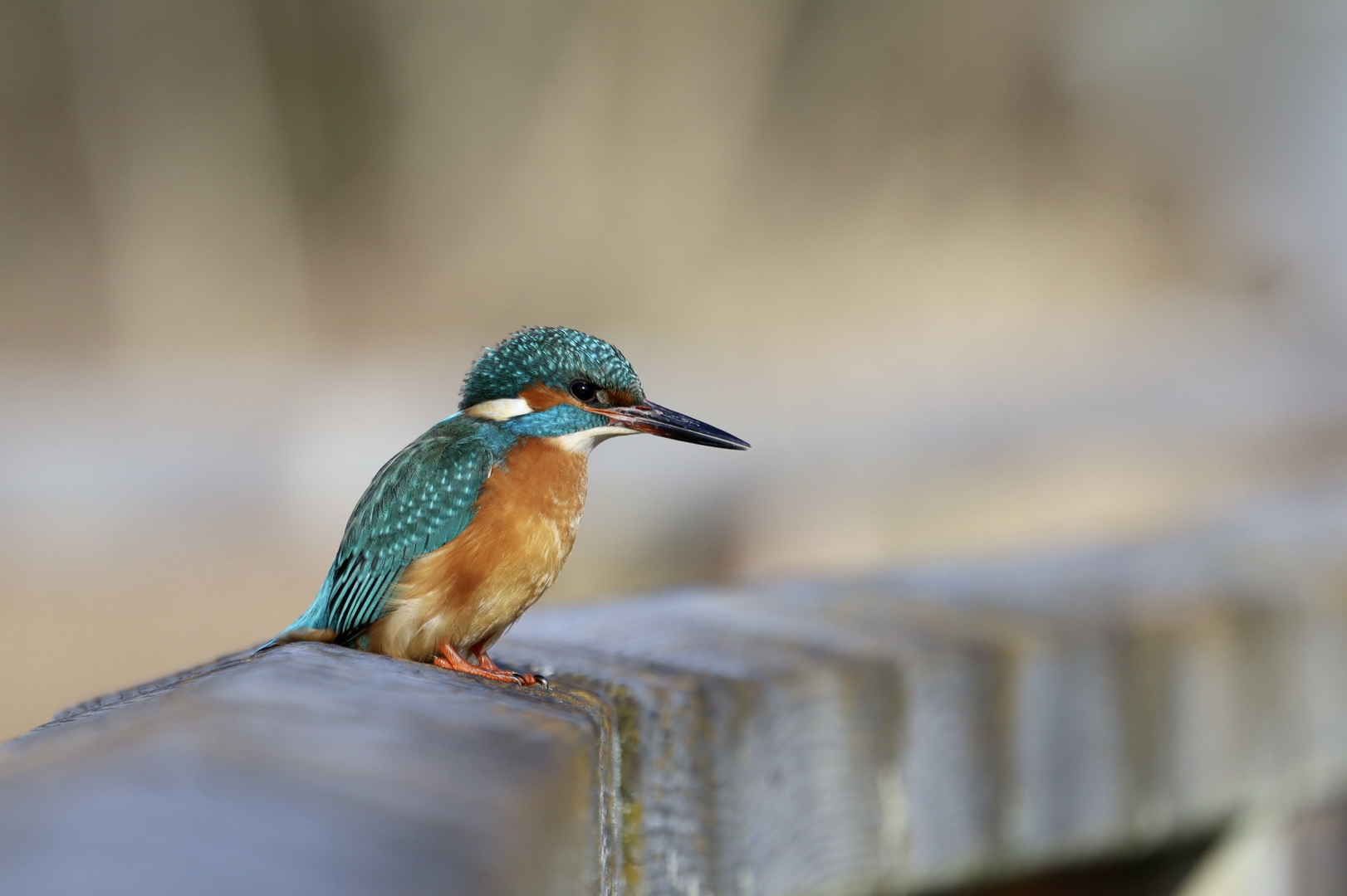 Eisvogel