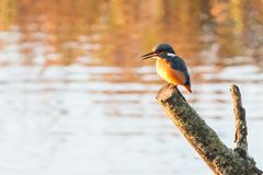 Eisvogel