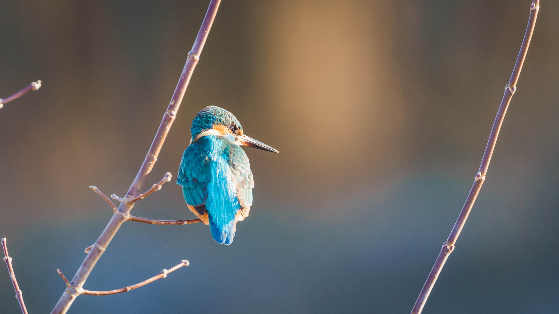 Eisvogel