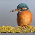 Eisvogel