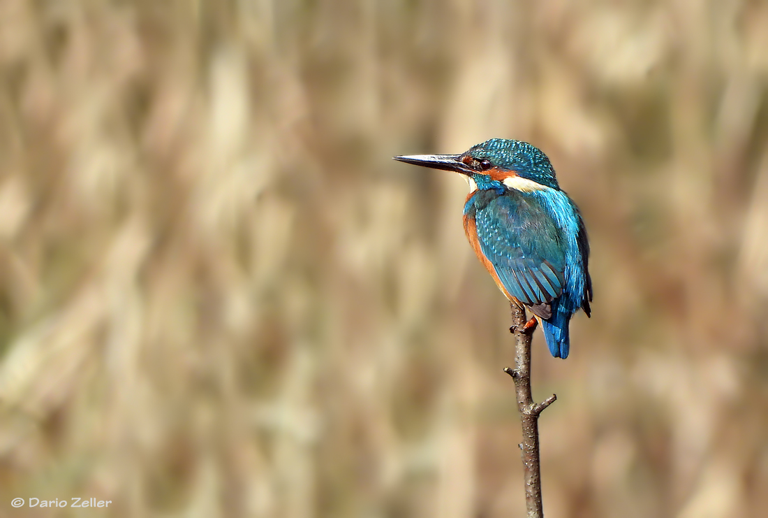 Eisvogel