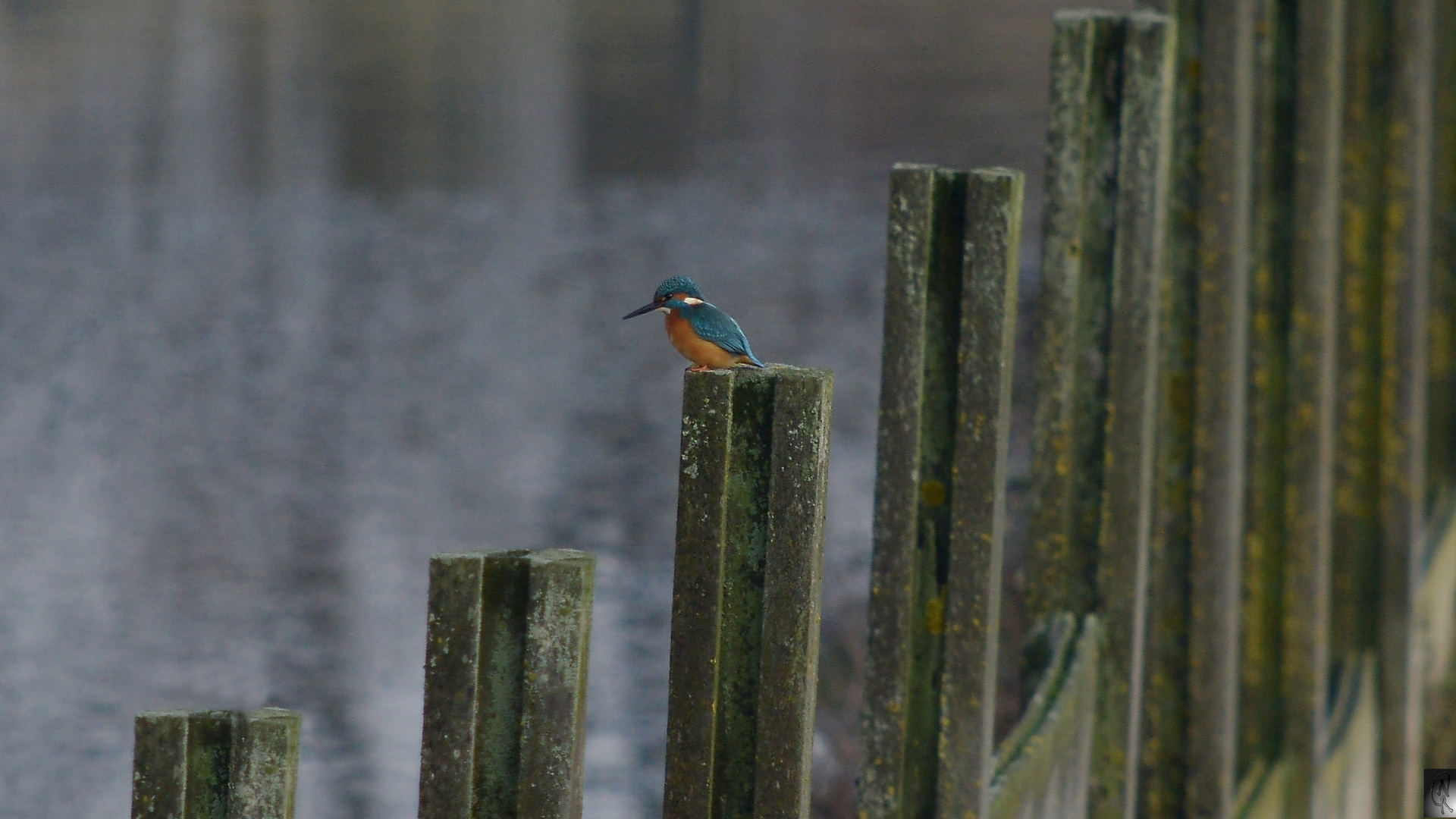 Eisvogel