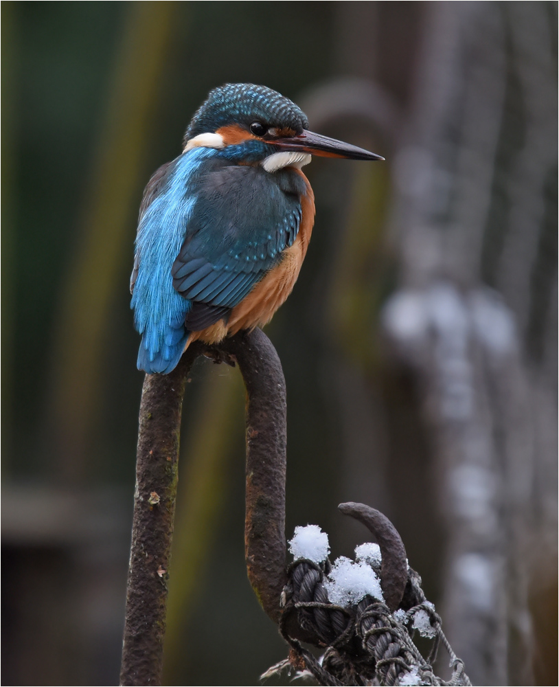 Eisvogel