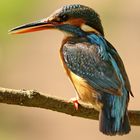 Eisvogel 4 (Alcedo atthis)