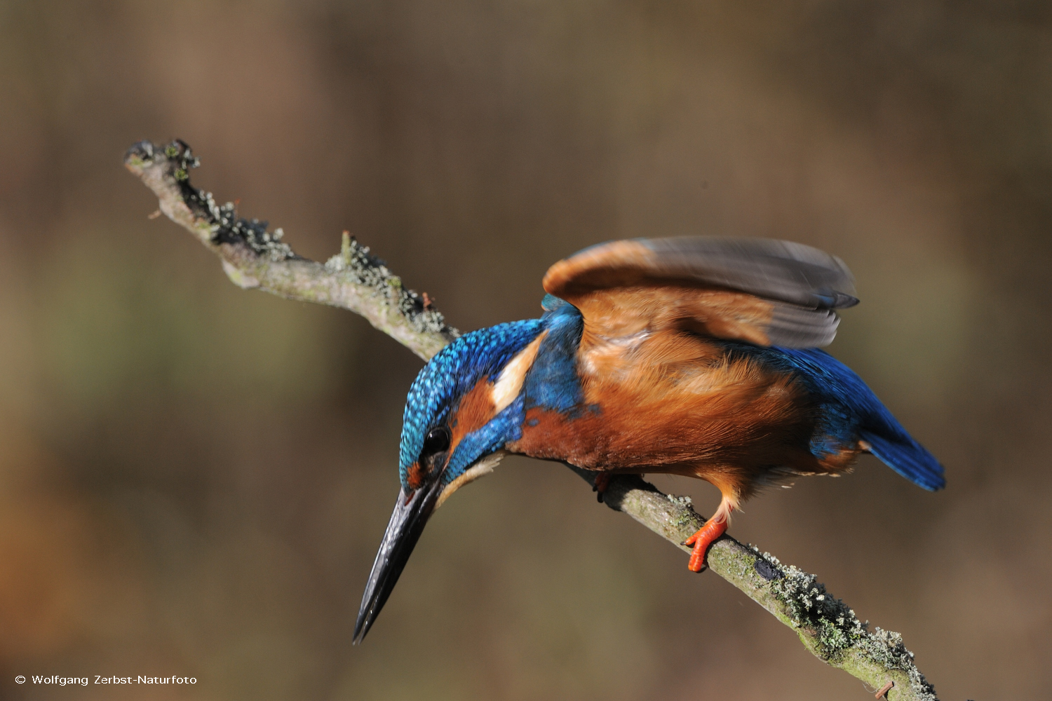 --- Eisvogel 4 ---    ( Alcedo atthis )