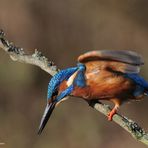 --- Eisvogel 4 ---    ( Alcedo atthis )