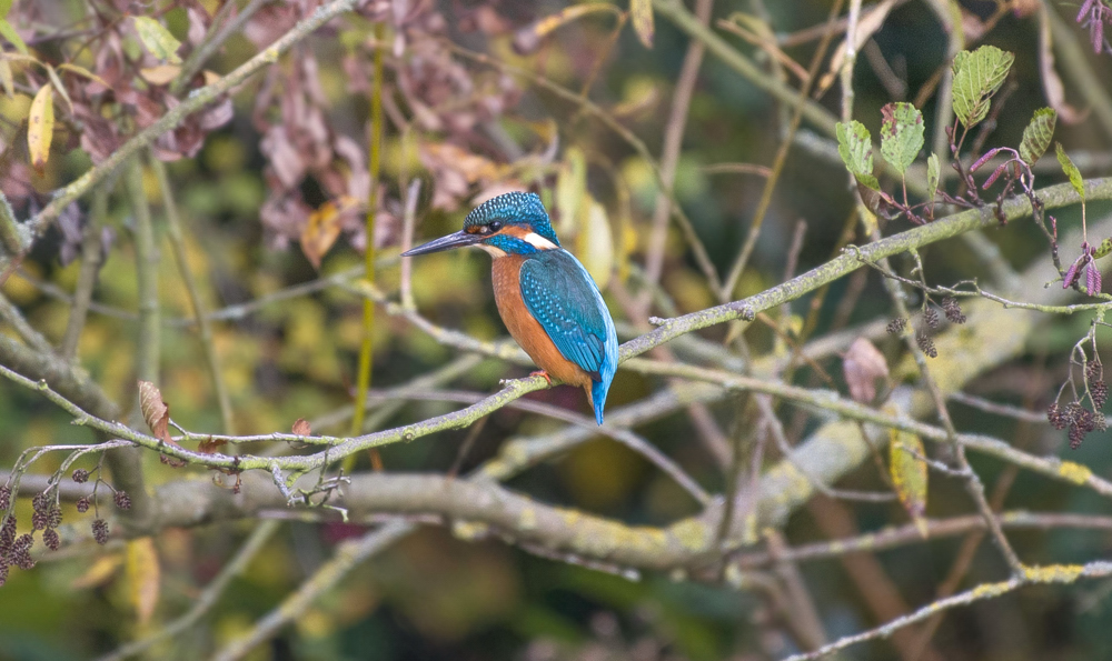 Eisvogel (4)