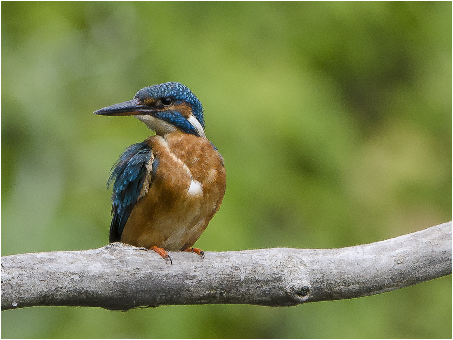 Eisvogel 4