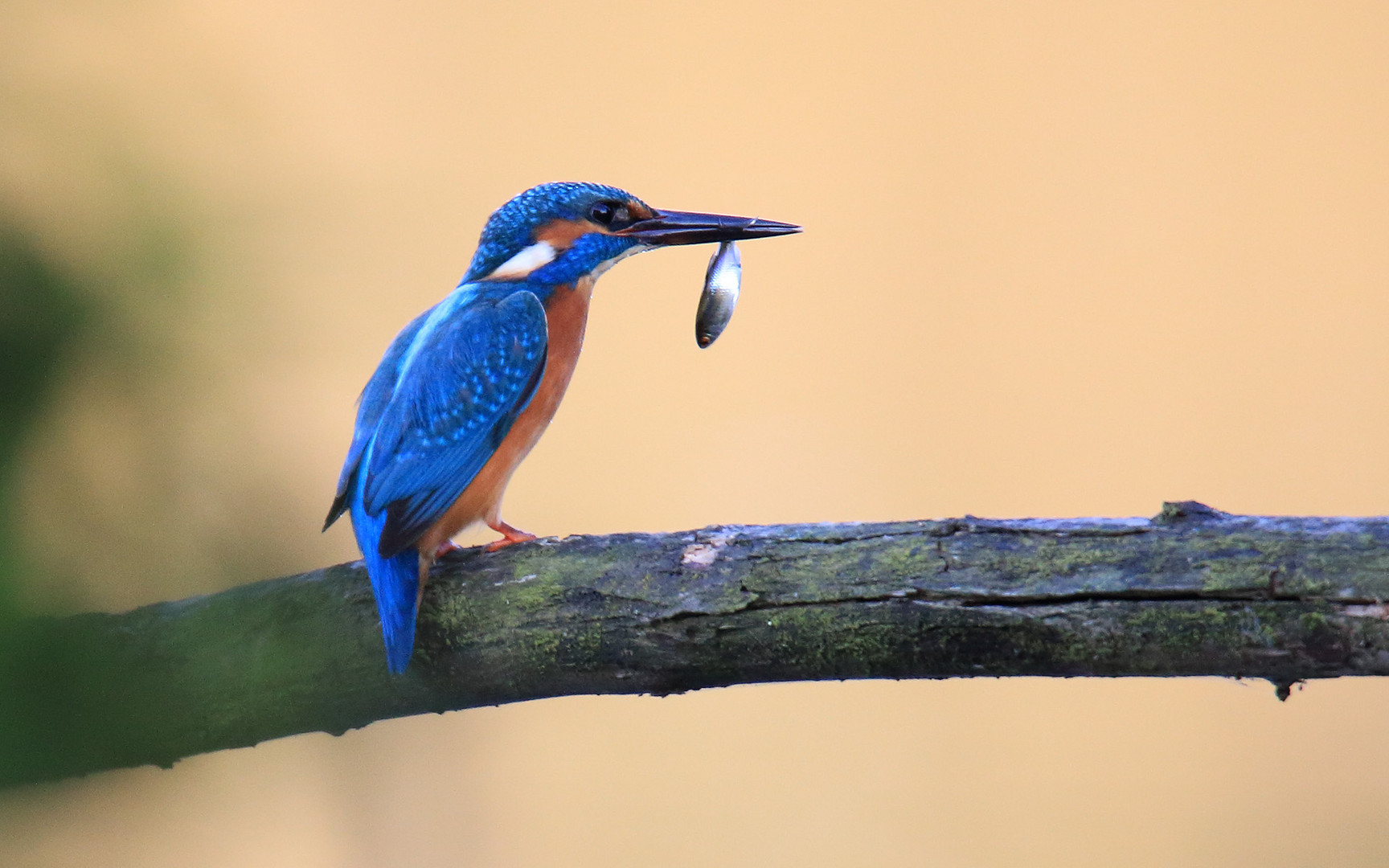 Eisvogel #4 mit Fisch