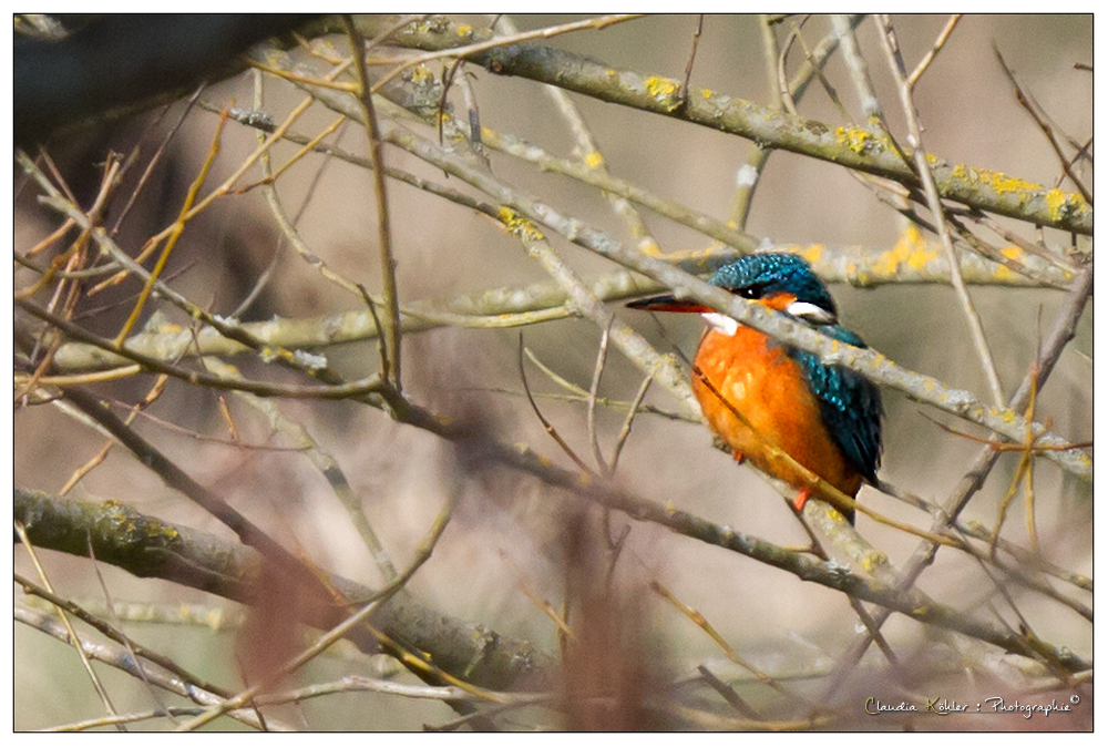 Eisvogel