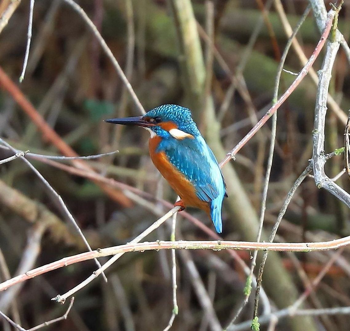 Eisvogel