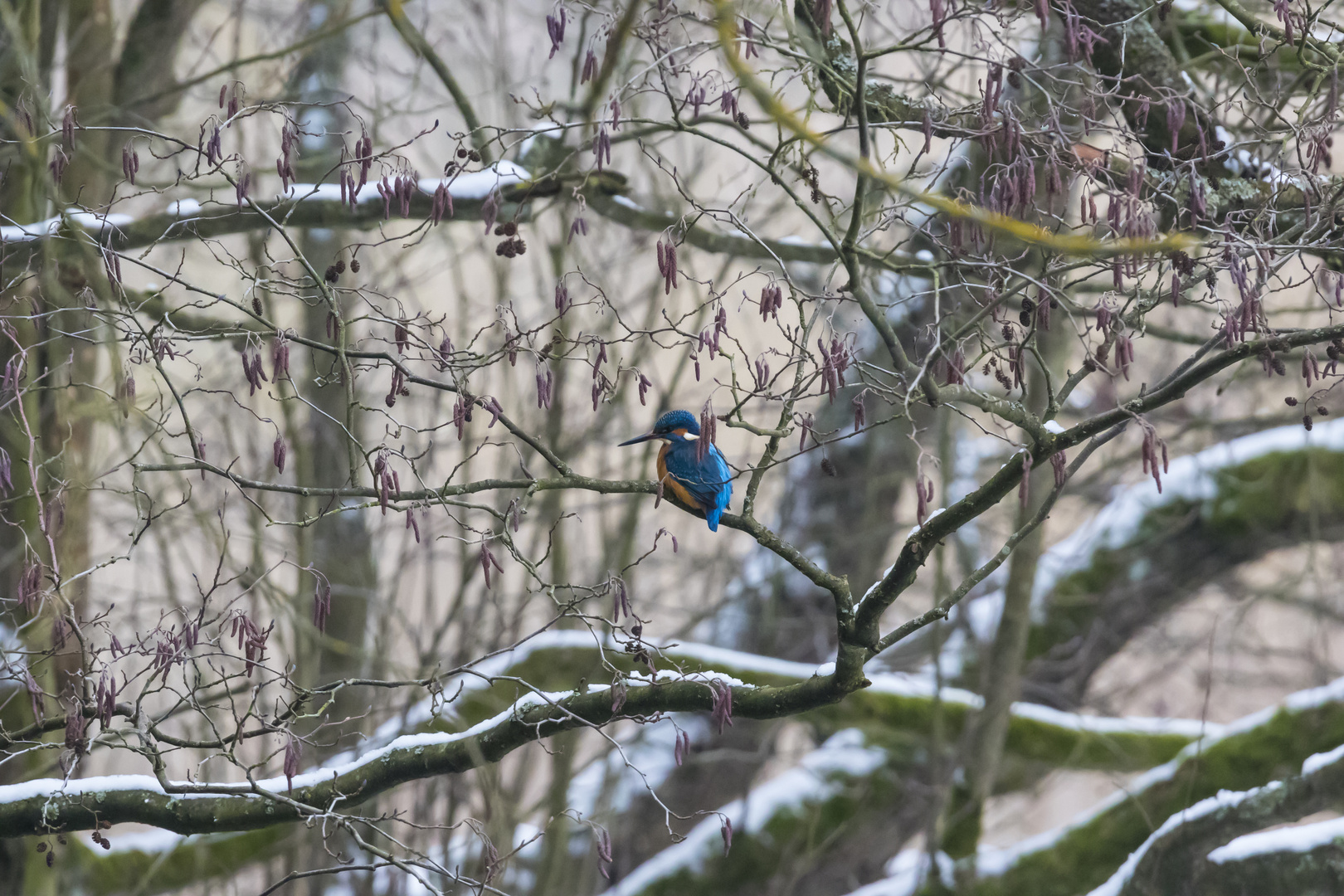 Eisvogel