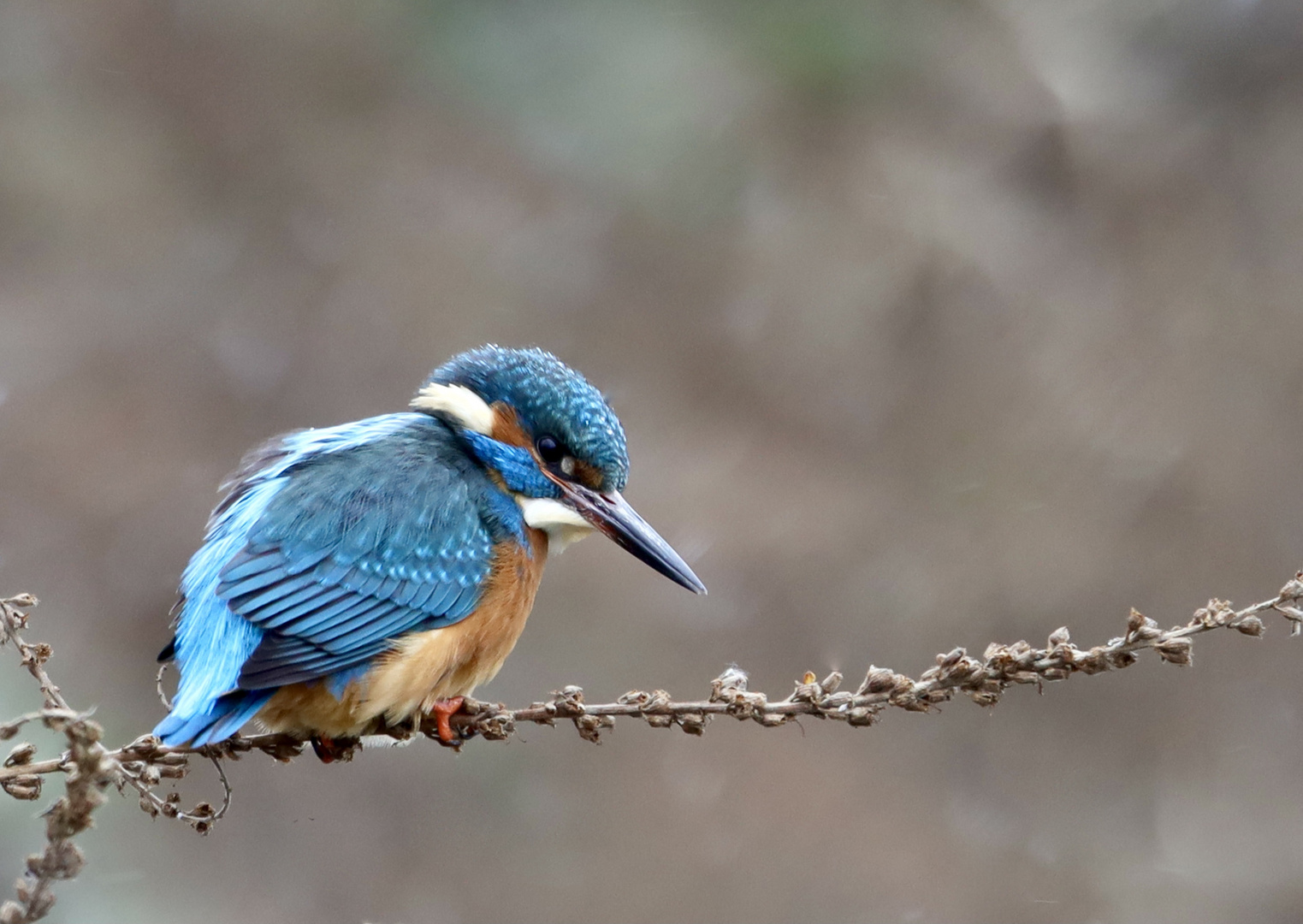 Eisvogel