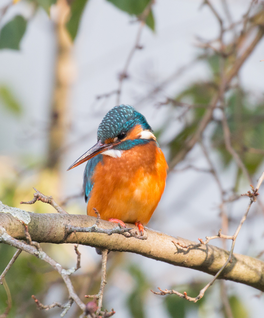 Eisvogel